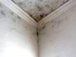 Mold Removal